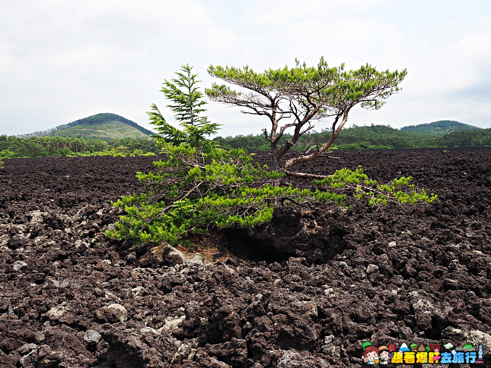 日本、岩手｜八幡平燒走溶岩流  親身感受火山爆發後的大地之景 - nurseilife.cc