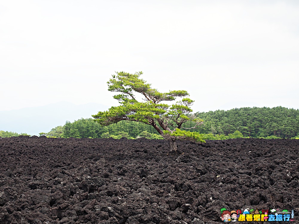 日本、岩手｜八幡平燒走溶岩流  親身感受火山爆發後的大地之景 - nurseilife.cc