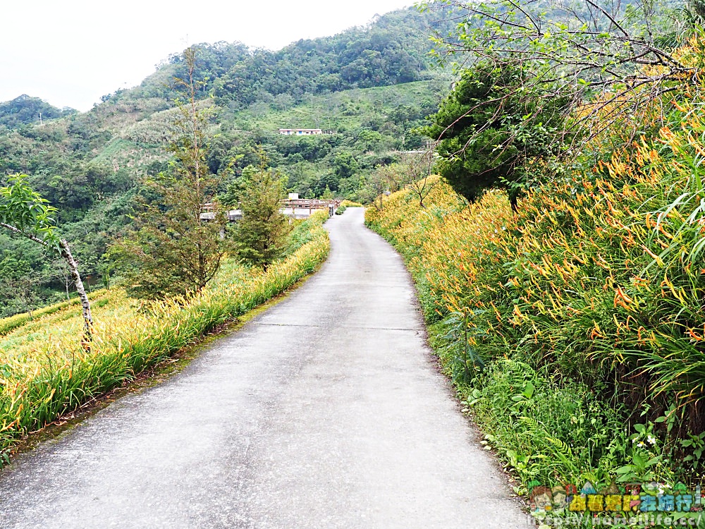 台東、太麻里｜金針山忘憂谷、雙乳峰、吳忠憲賞花區–夏日隨著金黃褪去而離開 - nurseilife.cc