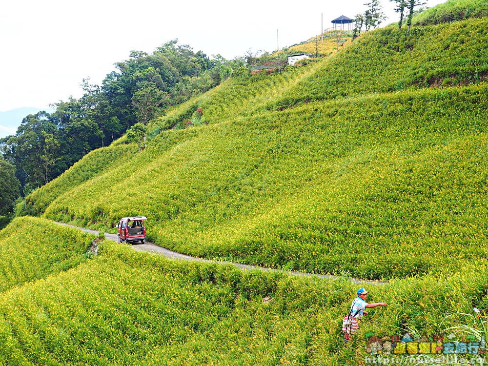 台東、太麻里｜金針山忘憂谷、雙乳峰、吳忠憲賞花區–夏日隨著金黃褪去而離開 - nurseilife.cc