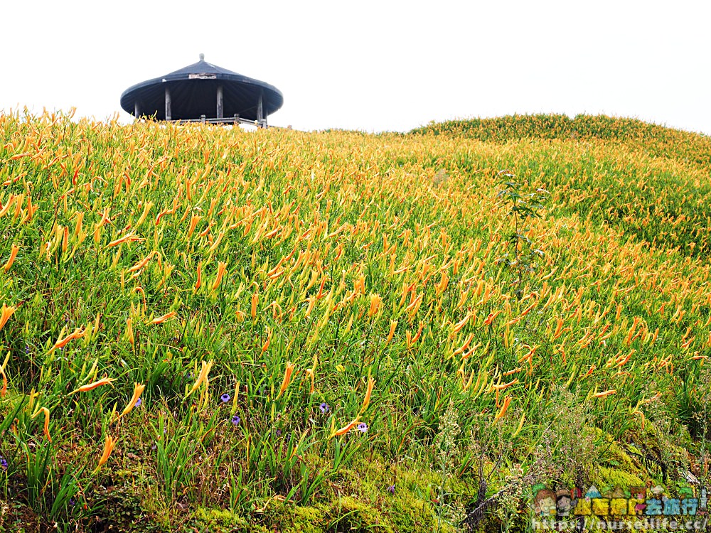 台東、太麻里｜金針山忘憂谷、雙乳峰、吳忠憲賞花區–夏日隨著金黃褪去而離開 - nurseilife.cc