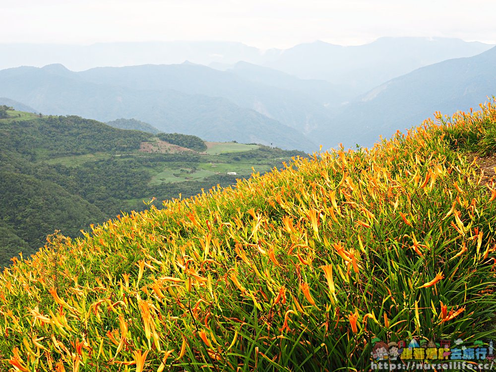 台東、太麻里｜金針山忘憂谷、雙乳峰、吳忠憲賞花區–夏日隨著金黃褪去而離開 - nurseilife.cc