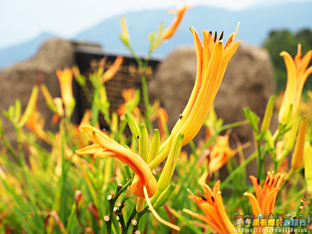 台東、太麻里｜金針山忘憂谷、雙乳峰、吳忠憲賞花區–夏日隨著金黃褪去而離開 - nurseilife.cc