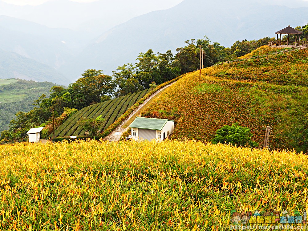 台東、太麻里｜金針山忘憂谷、雙乳峰、吳忠憲賞花區–夏日隨著金黃褪去而離開 - nurseilife.cc