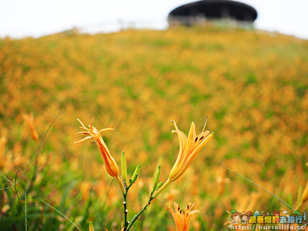 台東、太麻里｜金針山忘憂谷、雙乳峰、吳忠憲賞花區–夏日隨著金黃褪去而離開 - nurseilife.cc