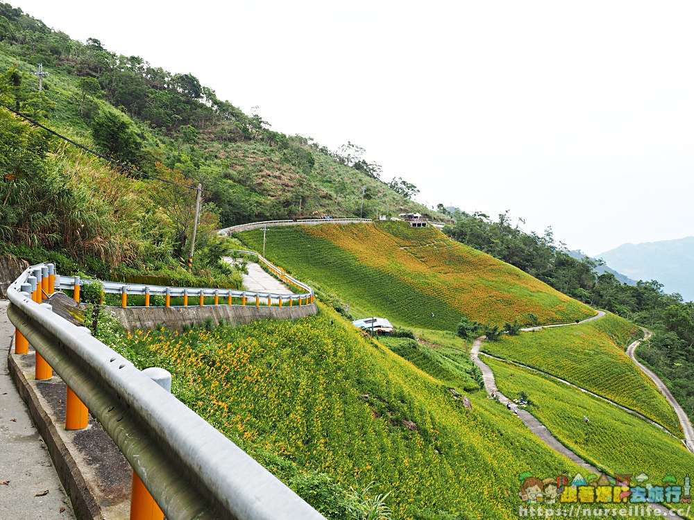 台東、太麻里｜金針山忘憂谷、雙乳峰、吳忠憲賞花區–夏日隨著金黃褪去而離開 - nurseilife.cc