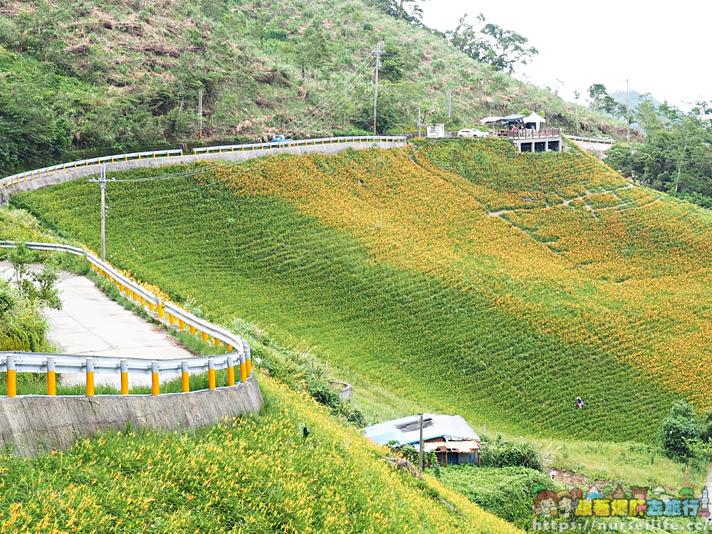 台東、太麻里｜金針山忘憂谷、雙乳峰、吳忠憲賞花區–夏日隨著金黃褪去而離開 - nurseilife.cc