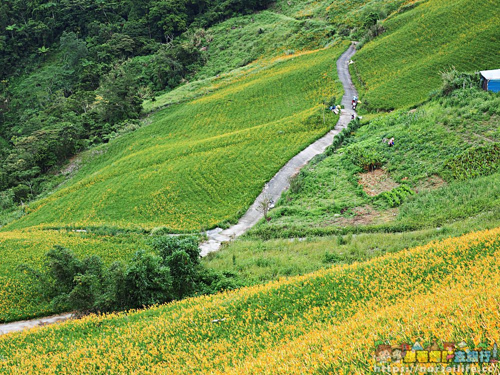 台東、太麻里｜金針山忘憂谷、雙乳峰、吳忠憲賞花區–夏日隨著金黃褪去而離開 - nurseilife.cc