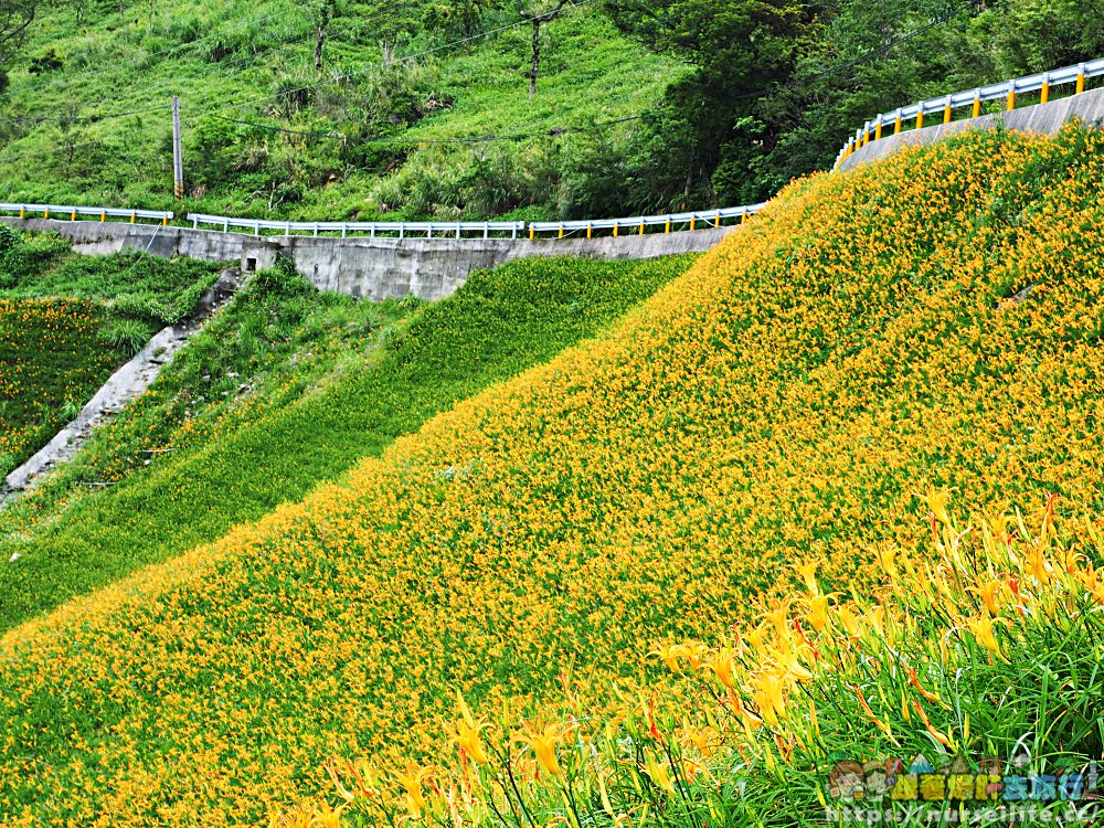 台東、太麻里｜金針山忘憂谷、雙乳峰、吳忠憲賞花區–夏日隨著金黃褪去而離開 - nurseilife.cc