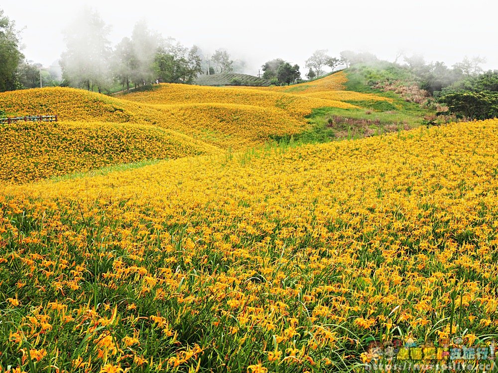 花蓮、玉里｜赤科山．凝望迷人金針花海憂愁頓逝 - nurseilife.cc