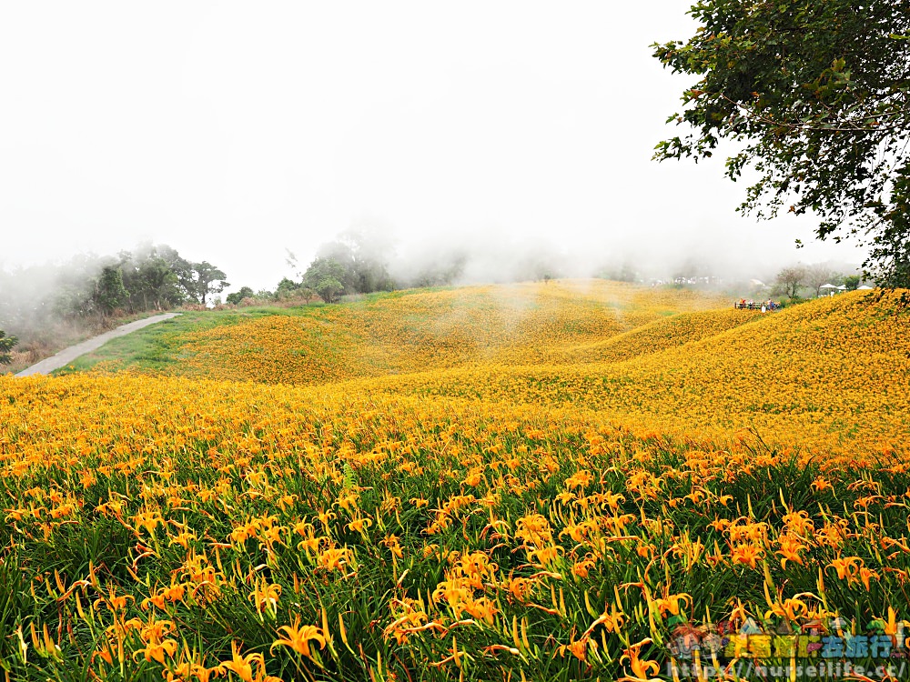 花蓮、玉里｜赤科山．凝望迷人金針花海憂愁頓逝 - nurseilife.cc