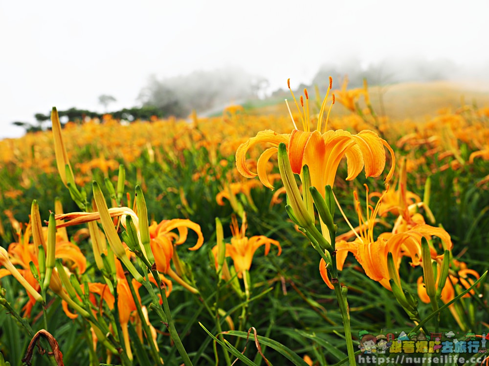 花蓮、玉里｜赤科山．凝望迷人金針花海憂愁頓逝 - nurseilife.cc