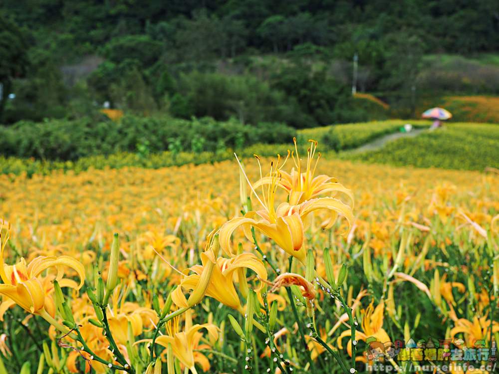 花蓮、玉里｜赤科山．凝望迷人金針花海憂愁頓逝 - nurseilife.cc