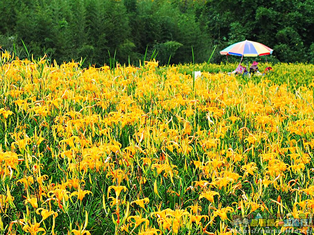 花蓮、玉里｜赤科山．凝望迷人金針花海憂愁頓逝 - nurseilife.cc