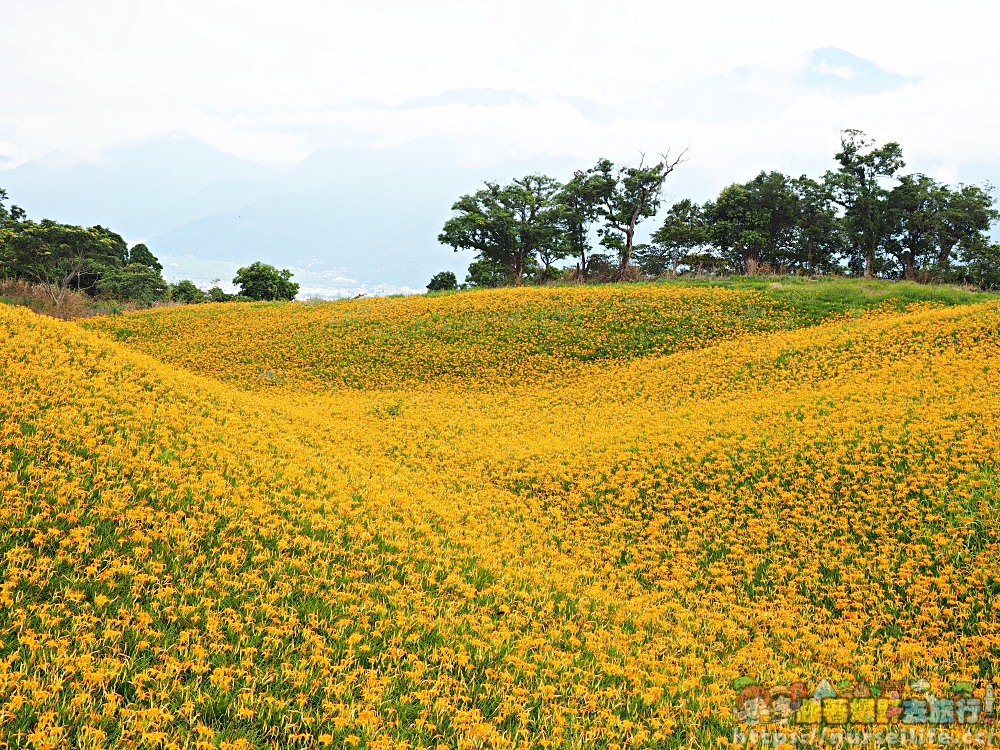 花蓮、玉里｜赤科山．凝望迷人金針花海憂愁頓逝 - nurseilife.cc