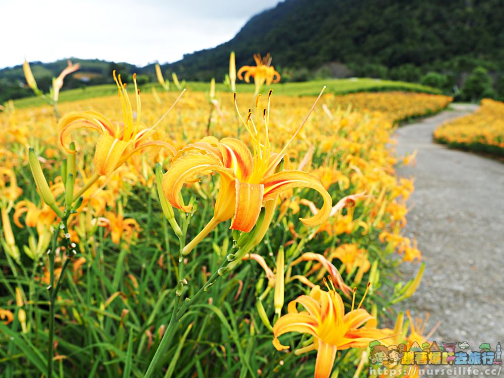 花蓮、玉里｜赤科山．凝望迷人金針花海憂愁頓逝 - nurseilife.cc