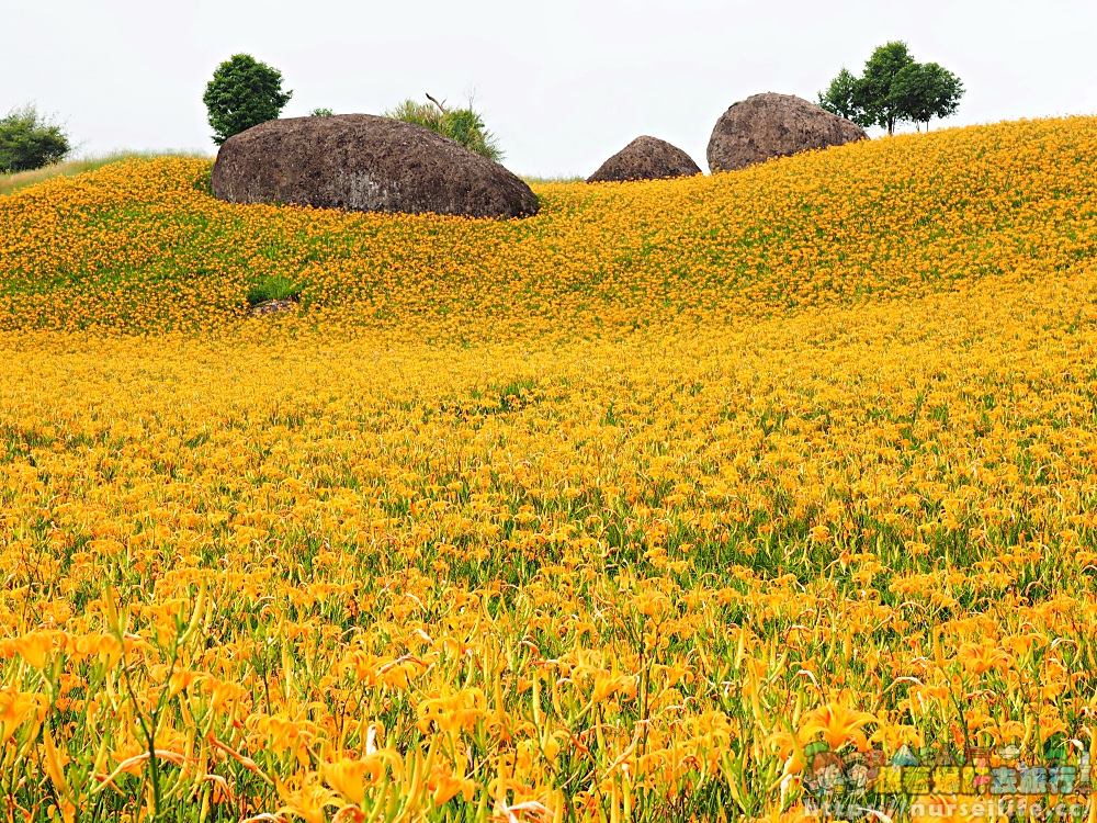 花蓮、玉里｜赤科山．凝望迷人金針花海憂愁頓逝 - nurseilife.cc