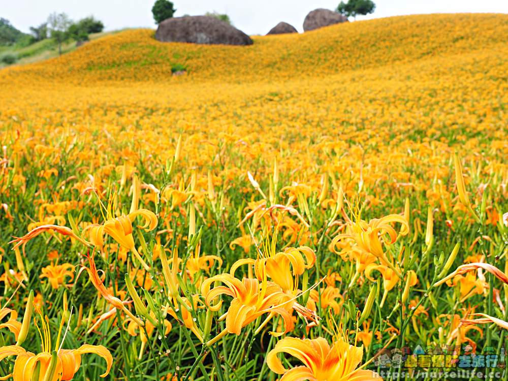 花蓮、玉里｜赤科山．凝望迷人金針花海憂愁頓逝 - nurseilife.cc