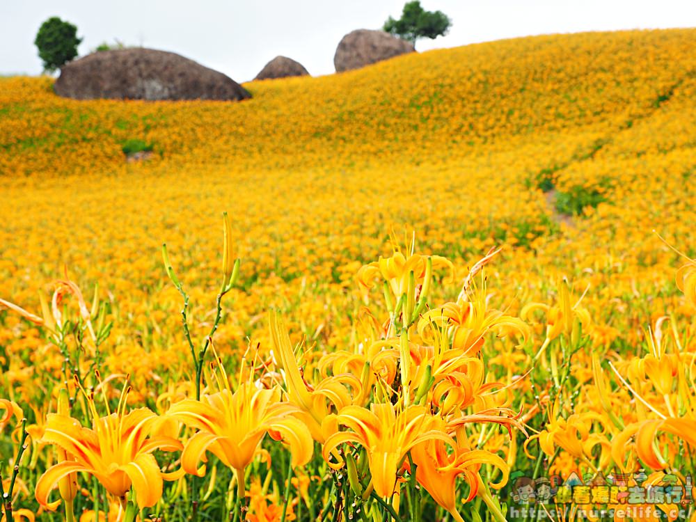 花蓮、玉里｜赤科山．凝望迷人金針花海憂愁頓逝 - nurseilife.cc