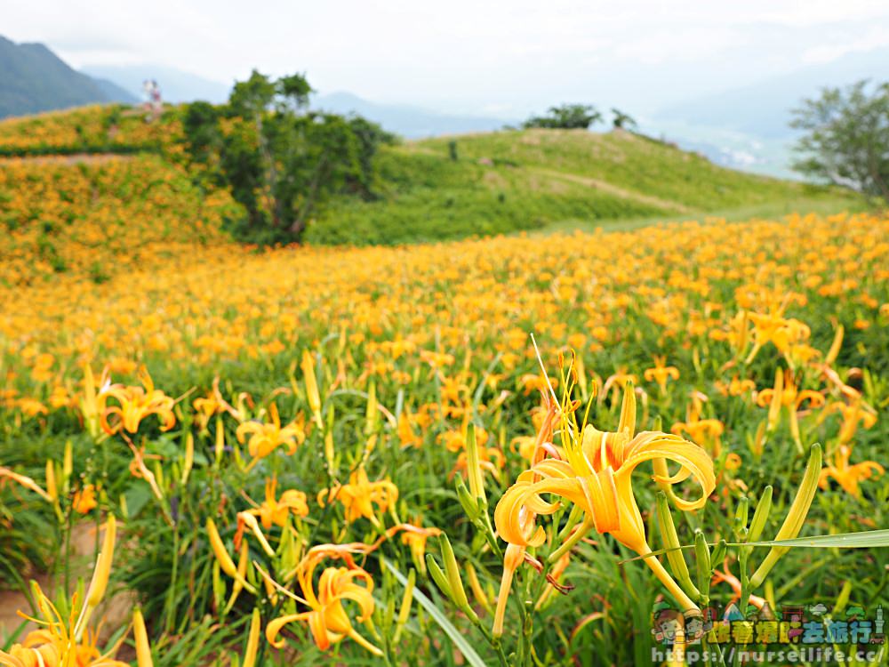 花蓮、富里｜六十石山．在天空之城一覽被染黃的大地 - nurseilife.cc