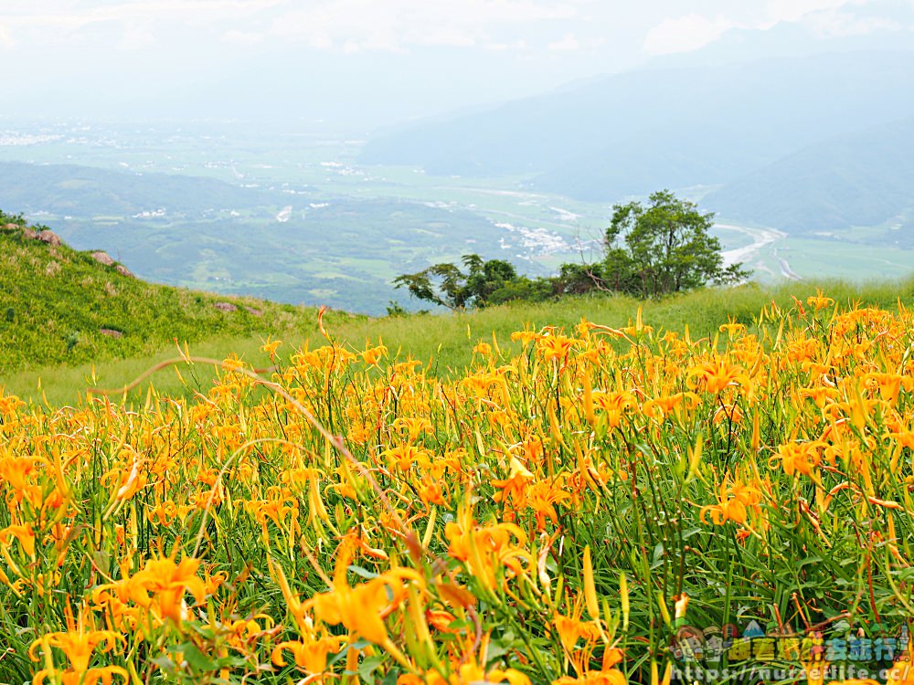 花蓮、富里｜六十石山．在天空之城一覽被染黃的大地 - nurseilife.cc