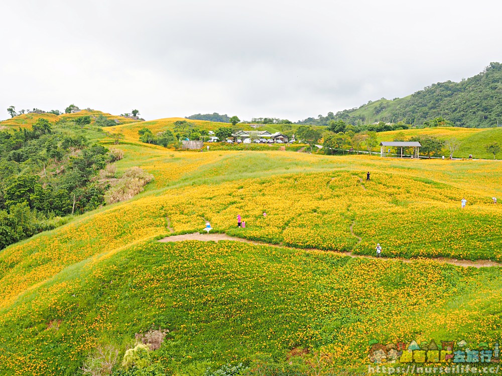 花蓮、富里｜六十石山．在天空之城一覽被染黃的大地 - nurseilife.cc