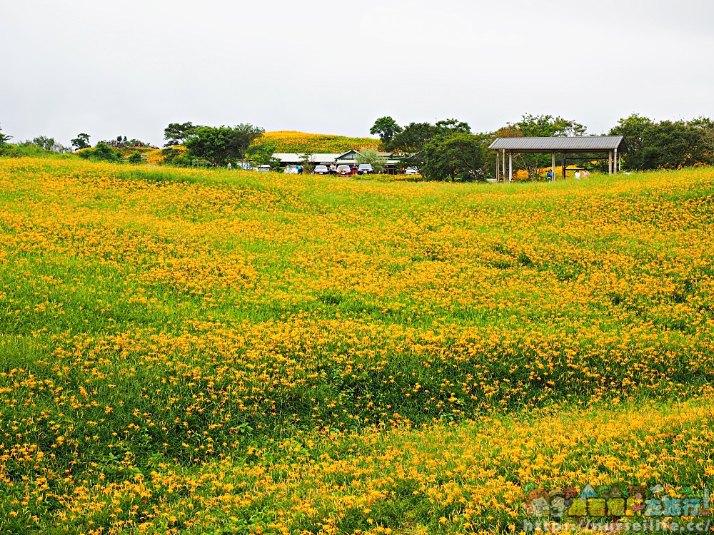 花蓮、富里｜六十石山．在天空之城一覽被染黃的大地 - nurseilife.cc