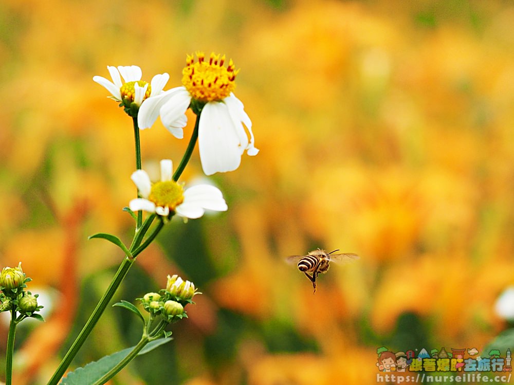 花蓮、富里｜六十石山．在天空之城一覽被染黃的大地 - nurseilife.cc