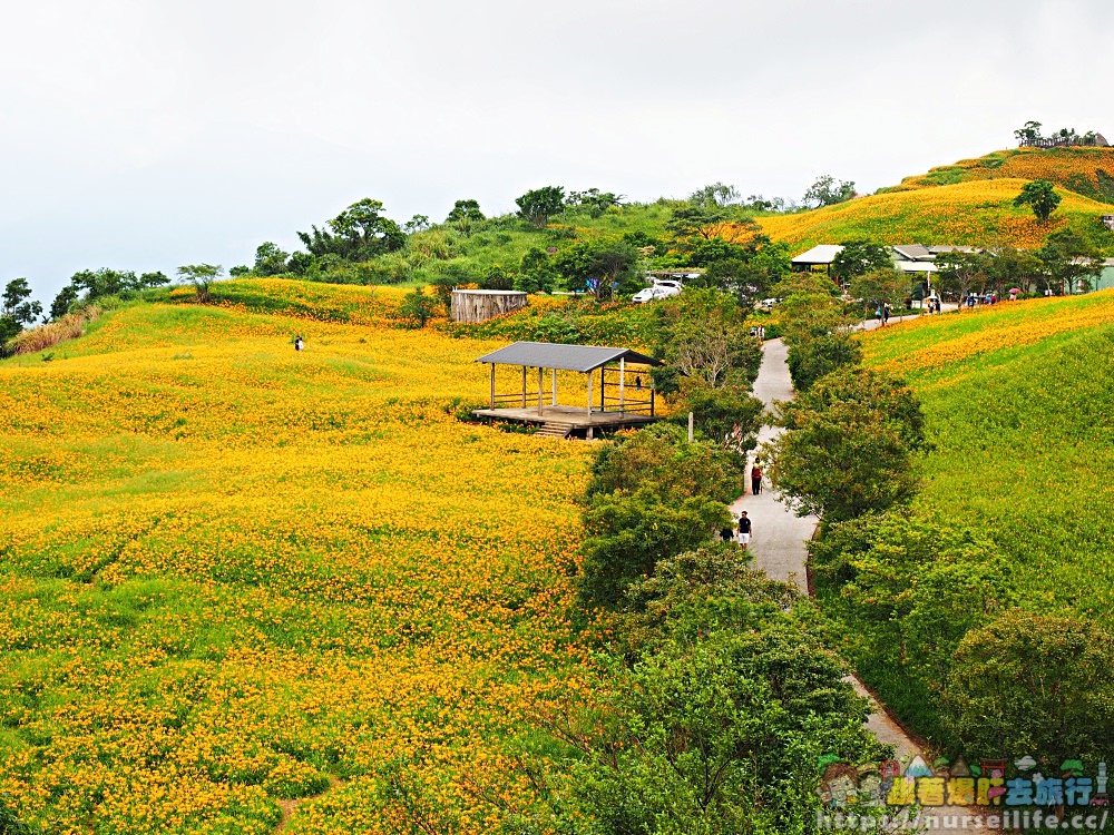 花蓮、富里｜六十石山．在天空之城一覽被染黃的大地 - nurseilife.cc