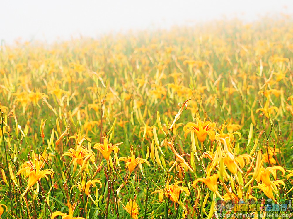 花蓮、富里｜六十石山．在天空之城一覽被染黃的大地 - nurseilife.cc