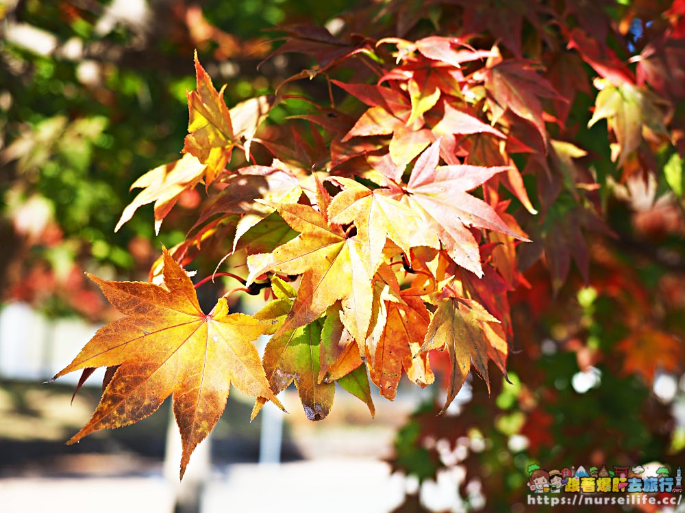 岩手｜東北自動道紫波SA．最美楓紅休息站 - nurseilife.cc