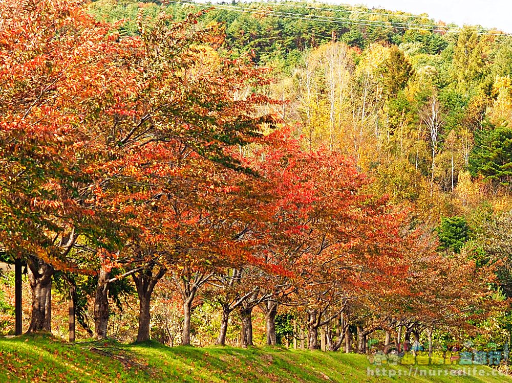 岩手｜八幡平、松川溪谷、森之大橋．沿路楓紅美翻整群人 - nurseilife.cc