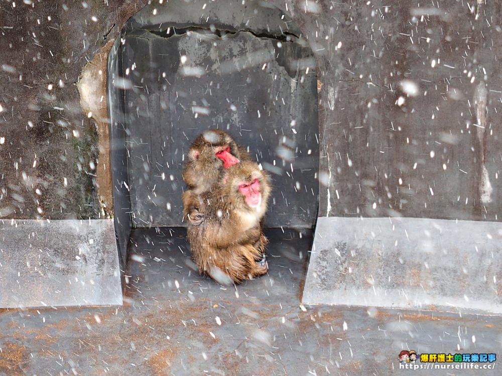 函館熱帶植物園｜冬天限定．猴子泡溫泉 - nurseilife.cc