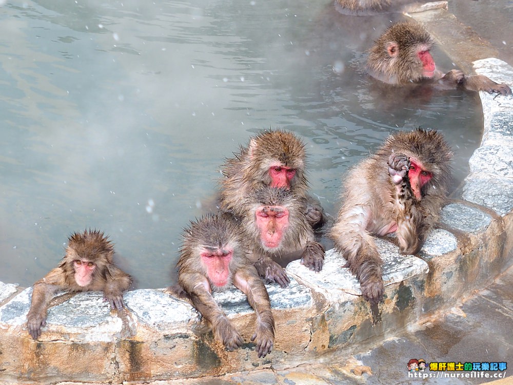 函館熱帶植物園｜冬天限定．猴子泡溫泉 - nurseilife.cc