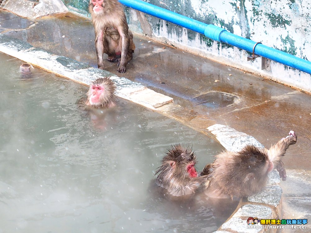 函館熱帶植物園｜冬天限定．猴子泡溫泉 - nurseilife.cc