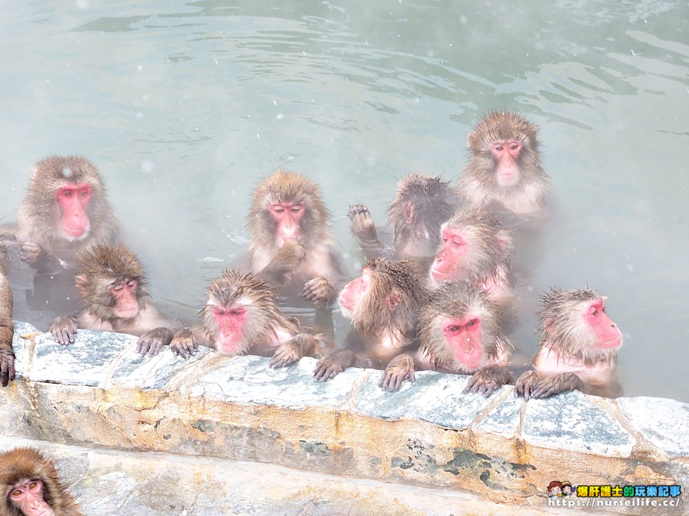 函館熱帶植物園｜冬天限定．猴子泡溫泉 - nurseilife.cc