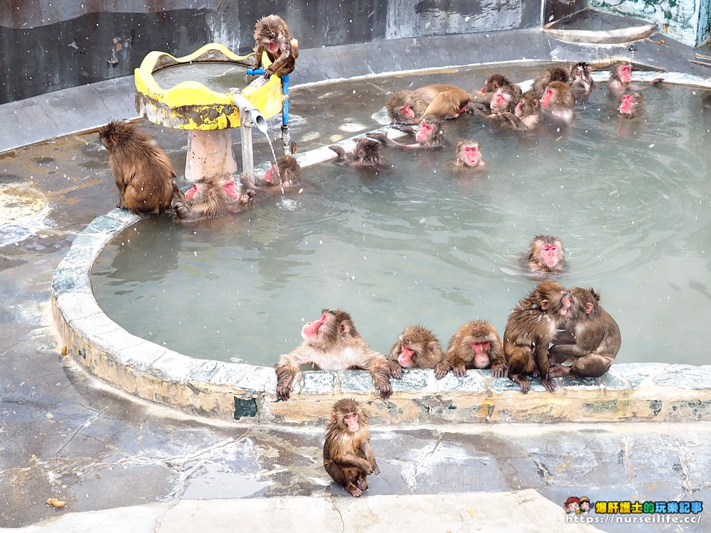 函館熱帶植物園｜冬天限定．猴子泡溫泉 - nurseilife.cc