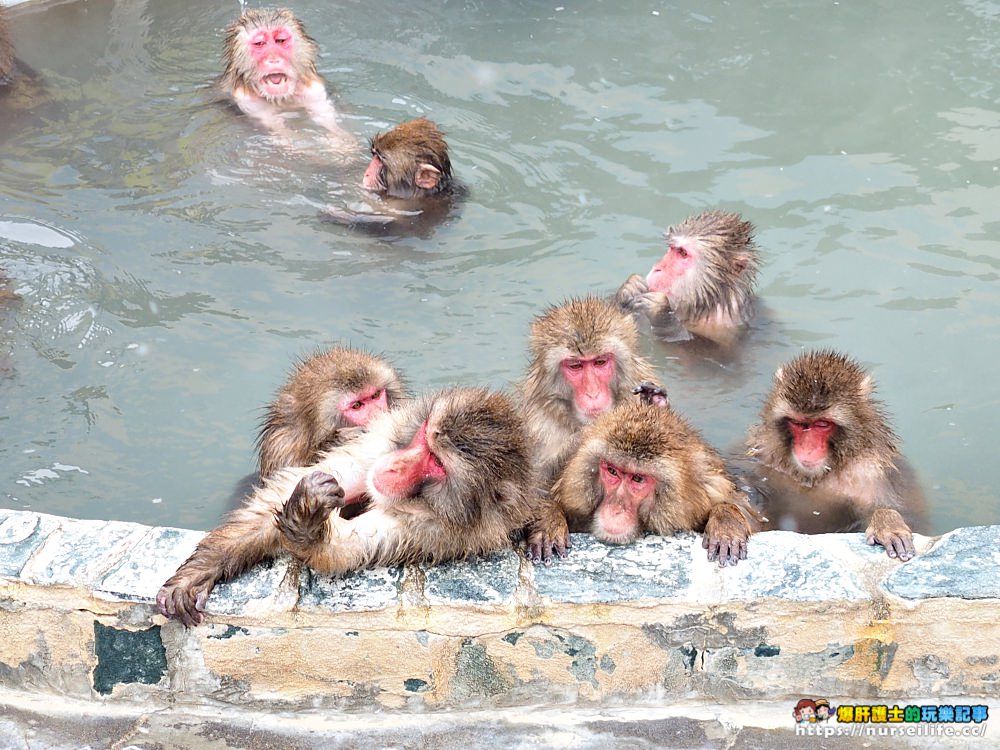 函館熱帶植物園｜冬天限定．猴子泡溫泉 - nurseilife.cc