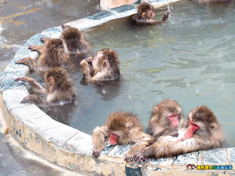 函館熱帶植物園｜冬天限定．猴子泡溫泉 - nurseilife.cc