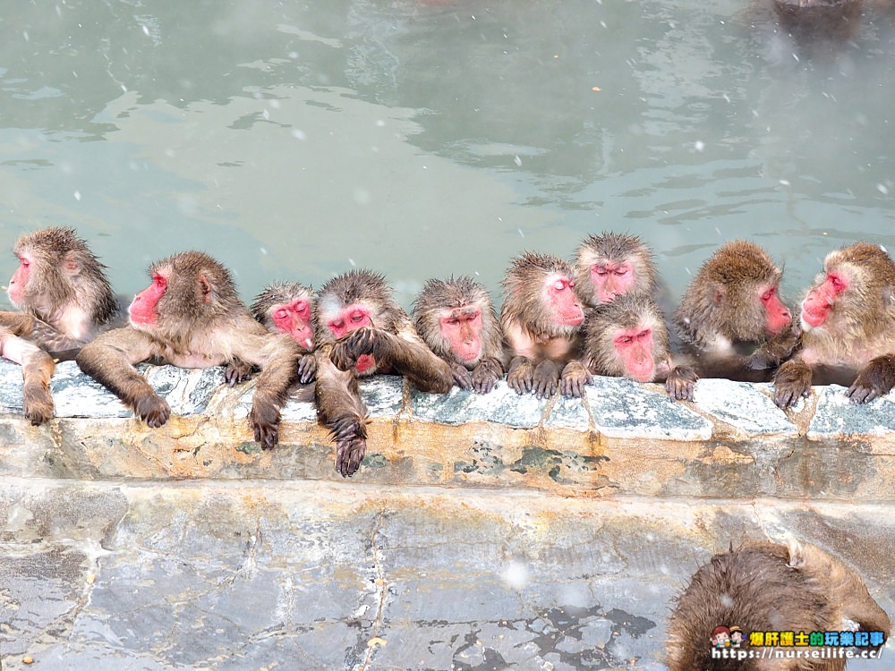 函館熱帶植物園｜冬天限定．猴子泡溫泉 - nurseilife.cc