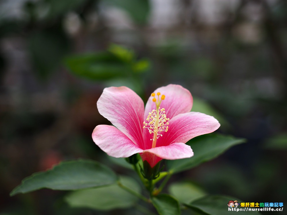 函館熱帶植物園｜冬天限定．猴子泡溫泉 - nurseilife.cc