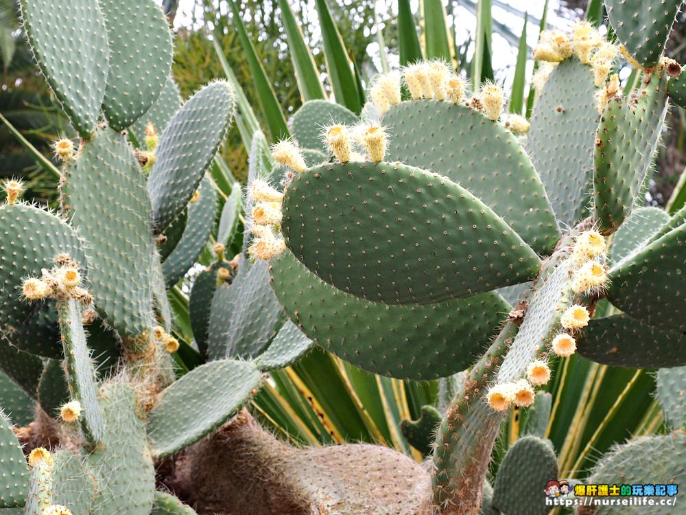 函館熱帶植物園｜冬天限定．猴子泡溫泉 - nurseilife.cc