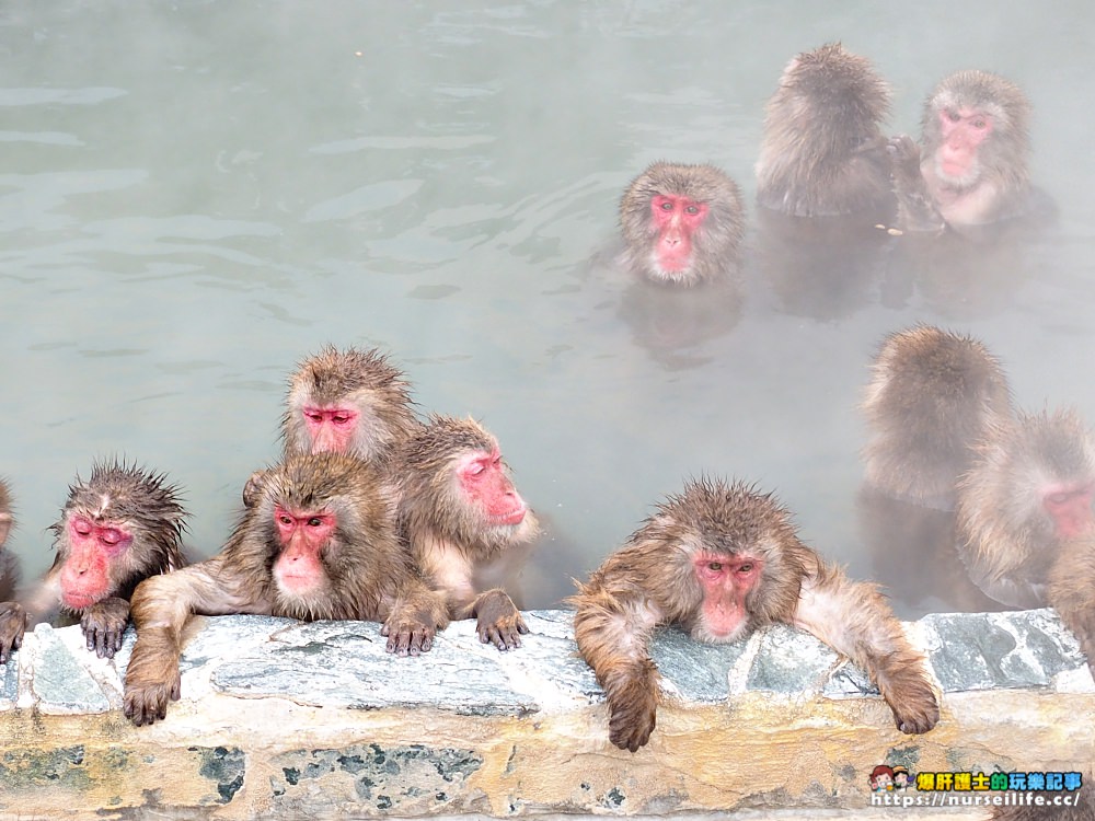 函館熱帶植物園｜冬天限定．猴子泡溫泉 - nurseilife.cc