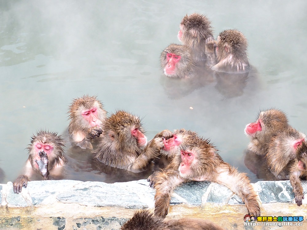 函館熱帶植物園｜冬天限定．猴子泡溫泉 - nurseilife.cc