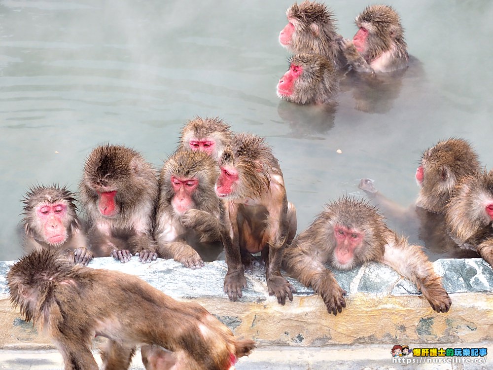 函館熱帶植物園｜冬天限定．猴子泡溫泉 - nurseilife.cc