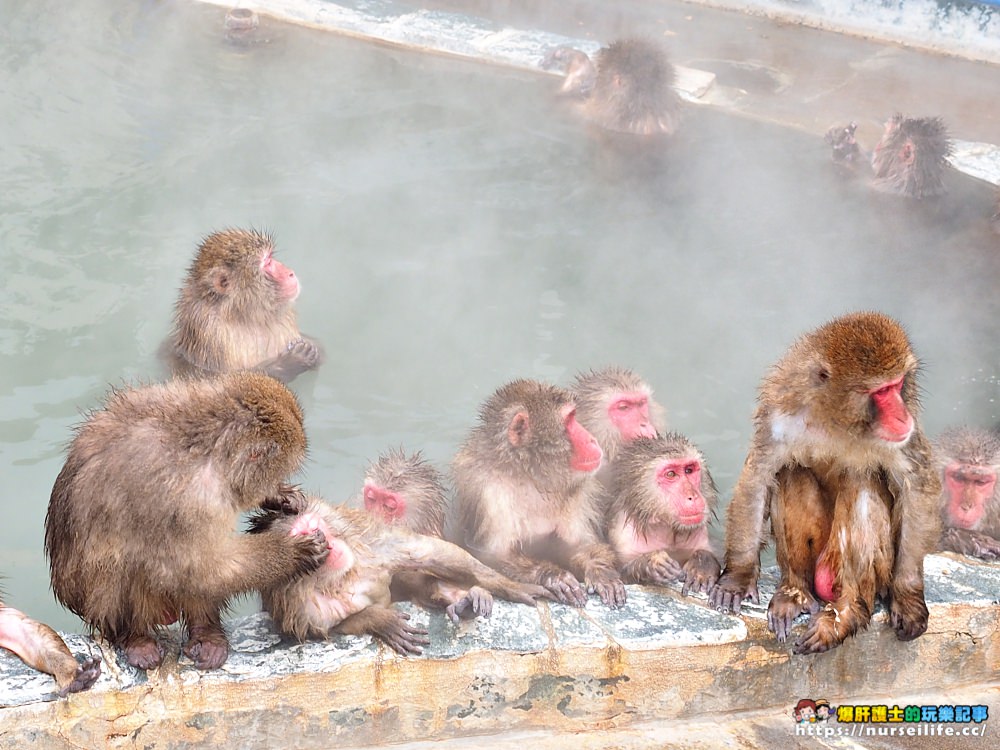 函館熱帶植物園｜冬天限定．猴子泡溫泉 - nurseilife.cc