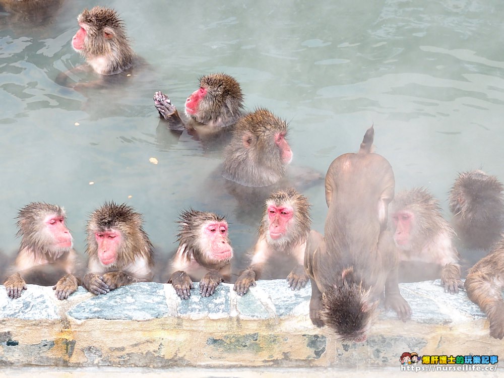 函館熱帶植物園｜冬天限定．猴子泡溫泉 - nurseilife.cc