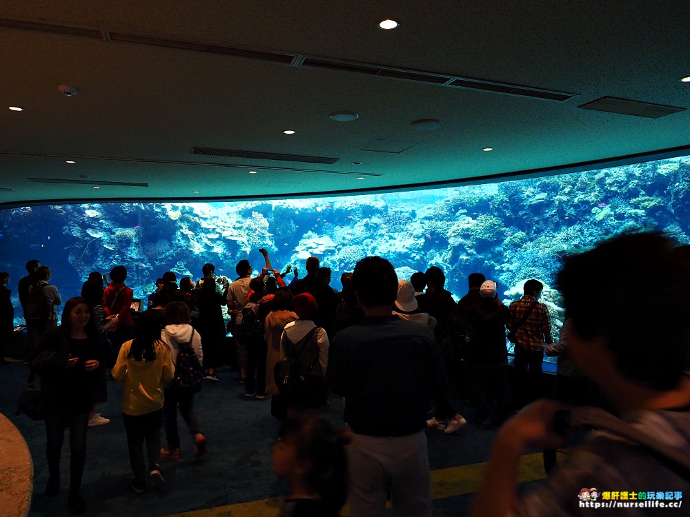 沖繩｜美麗海水族館（沖縄美ら海水族館）．如果沒來是不是少了些什麼？ - nurseilife.cc