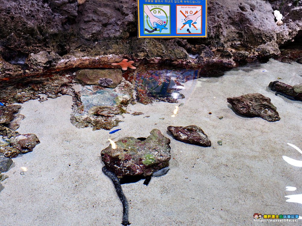 沖繩｜美麗海水族館（沖縄美ら海水族館）．如果沒來是不是少了些什麼？ - nurseilife.cc