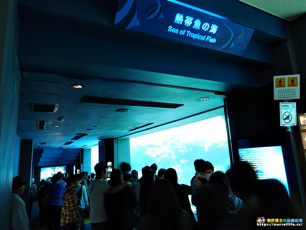 沖繩｜美麗海水族館（沖縄美ら海水族館）．如果沒來是不是少了些什麼？ - nurseilife.cc